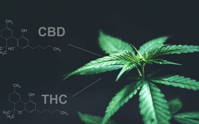 Does THC make a difference? Learn about Full Spectrum vs CBD Only