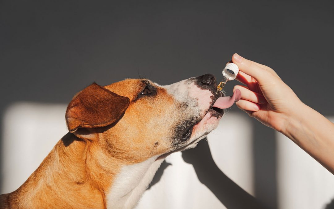 How to Dose CBD for Pets